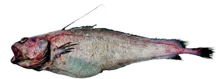 Lepidion guentheri_02.jpg